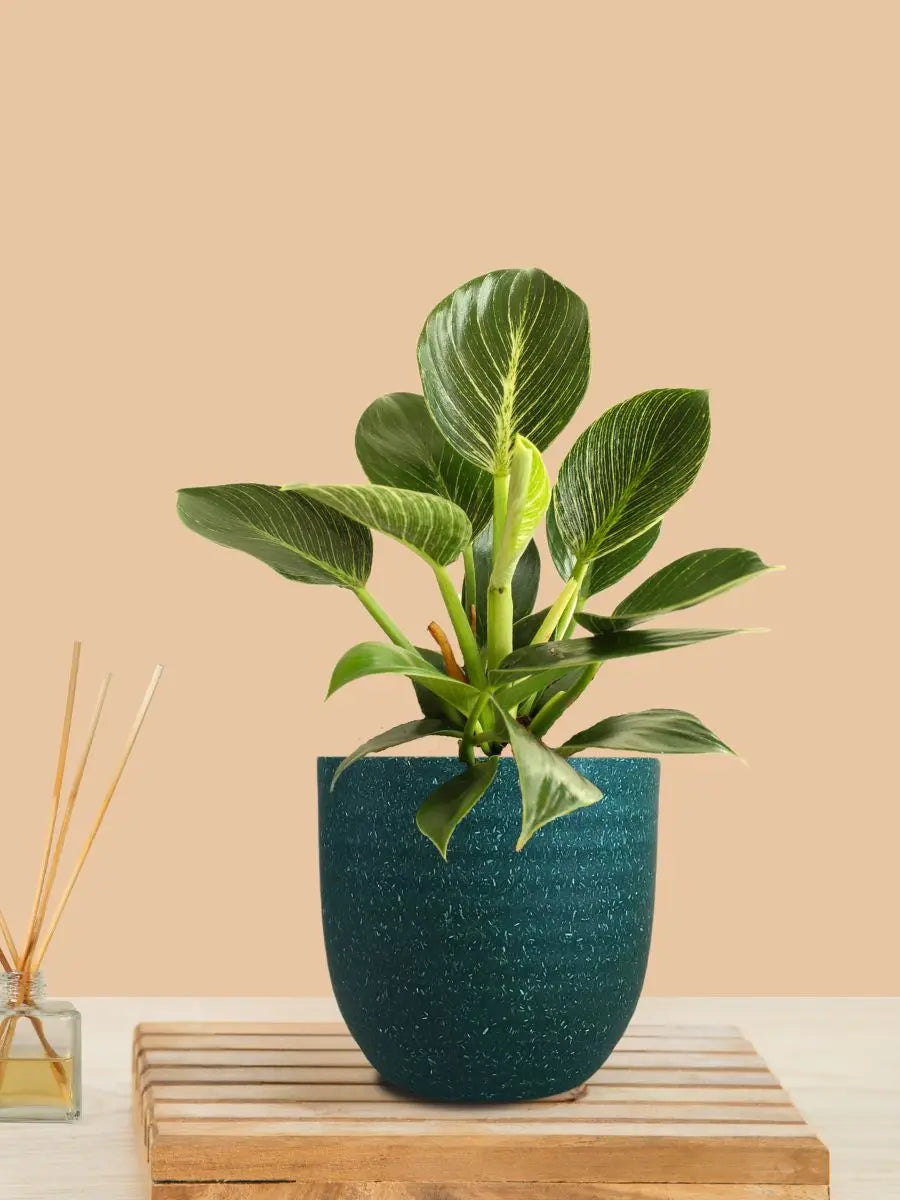 Birkin Philodendron Plant (Small) in Eco Pot