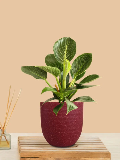 Birkin Philodendron Plant (Small) in Eco Pot