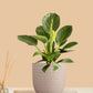 Birkin Philodendron Plant (Small) in Eco Pot