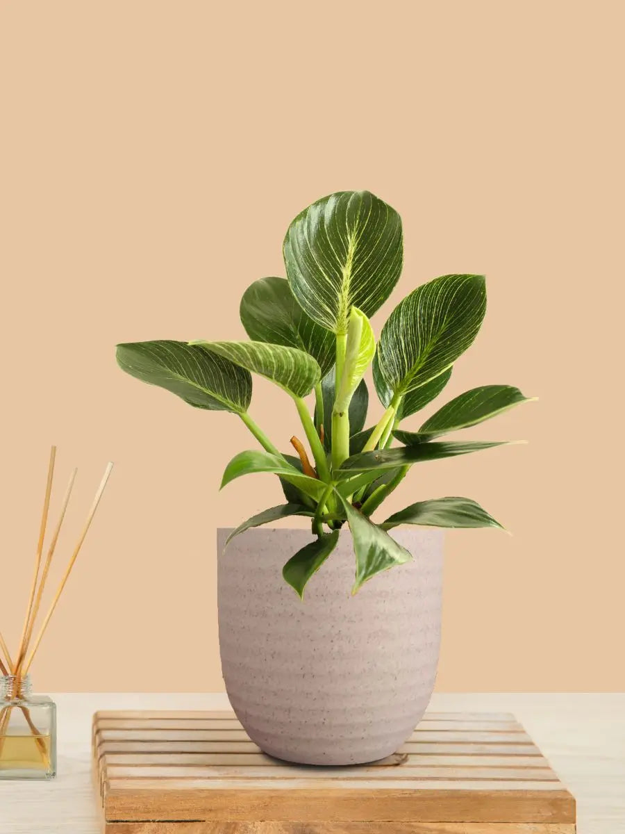 Birkin Philodendron Plant (Small) in Eco Pot