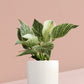 Birkin Philodendron Plant in Ceramic Pot (Large)