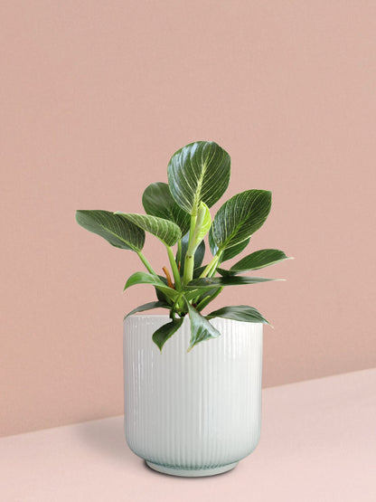 Birkin Philodendron Plant in Ceramic Pot (Medium)