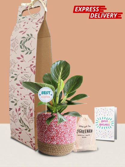 Birkin Plant Gift in Eco Pot (Medium)