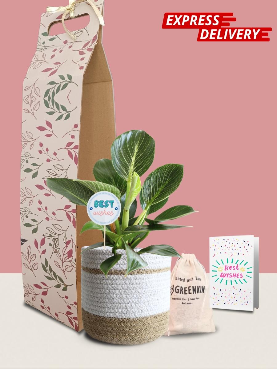 Birkin Plant Gift in Eco Pot (Medium)