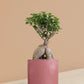 Ficus Ginseng Bonsai Plant in Ceramic Pot (Large)