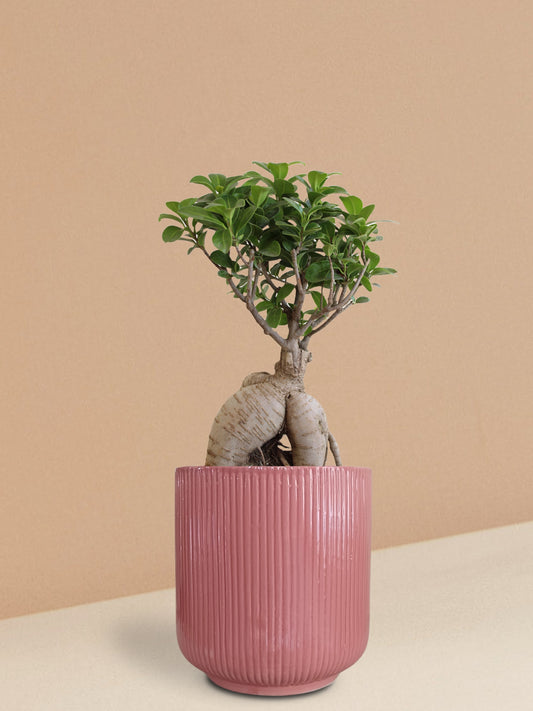 Ficus Ginseng Bonsai Plant in Ceramic Pot (Large)