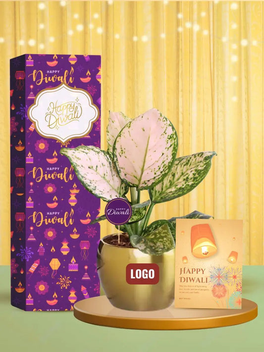 branded potted plants for memorable diwali gifting