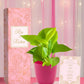 bride guests wedding return gift under 500