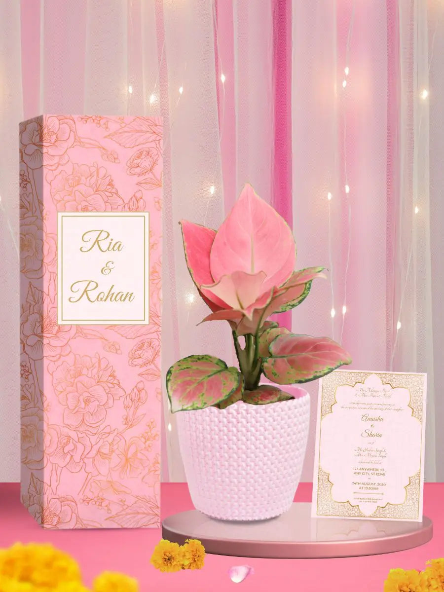 bride wedding return gift pink aglaonema plant