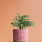 Broken Heart Plant (Medium)