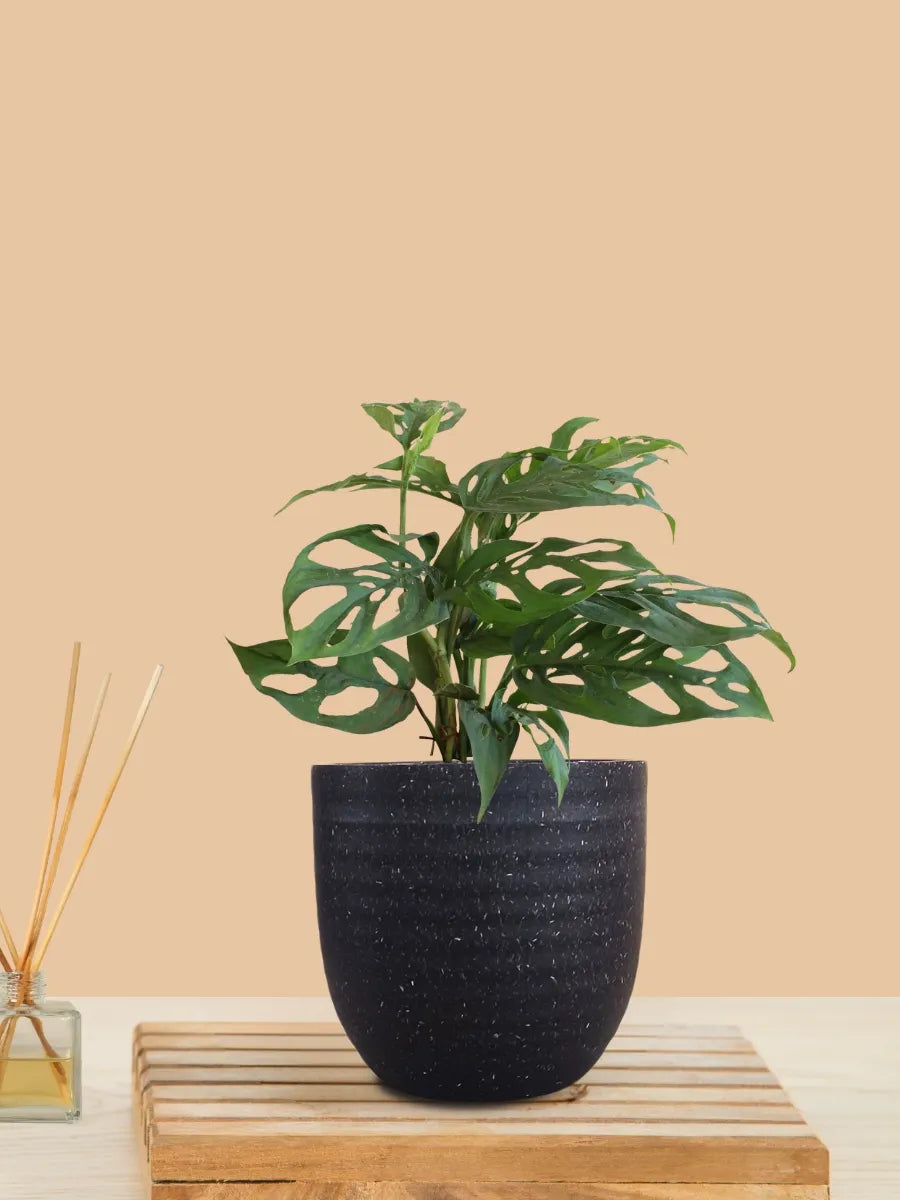 philodendron broken heart plant benefits Buy Broken Heart Plant Online with Greenkin