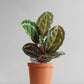 Calathea Roseopicta Illustris (Medium)