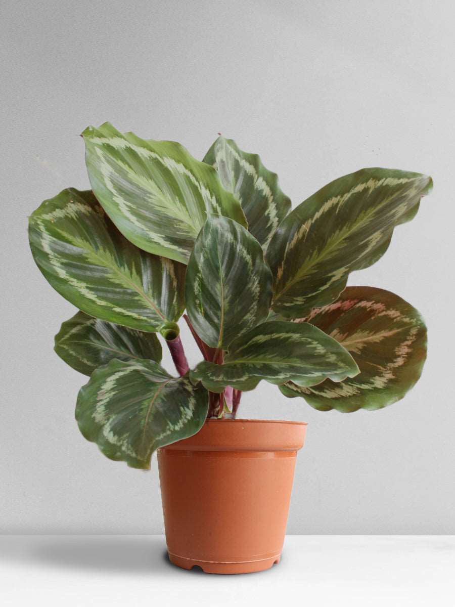 Calathea Roseopicta Medallion (Large)