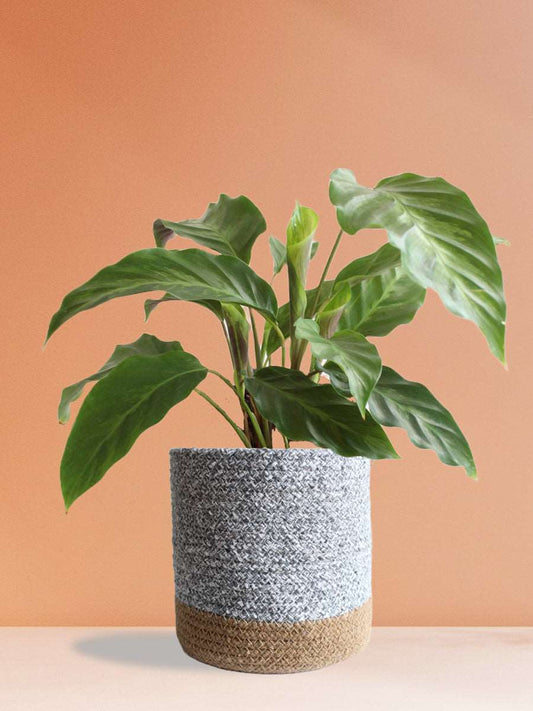 Calathea Misto (Large)