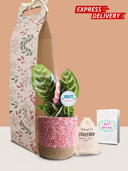 Calathea Peacock Plant Gift in Eco Pot (Medium)