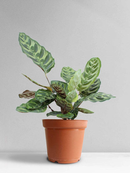 Calathea Peacock (Large)