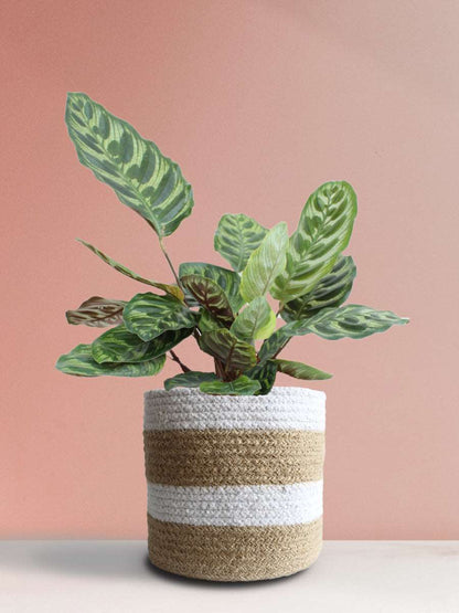 Calathea Peacock (Large)
