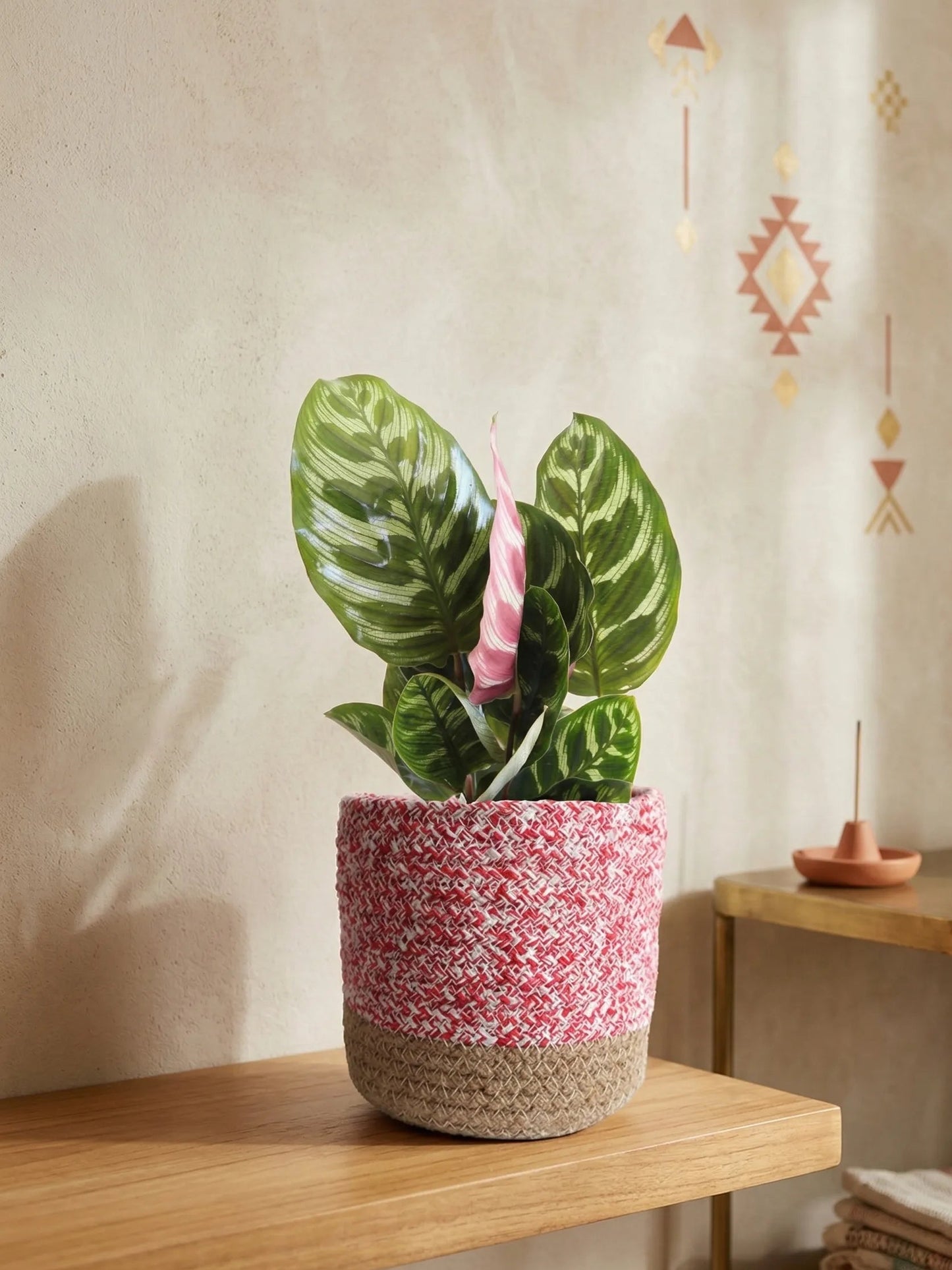 Calathea Peacock (Medium)