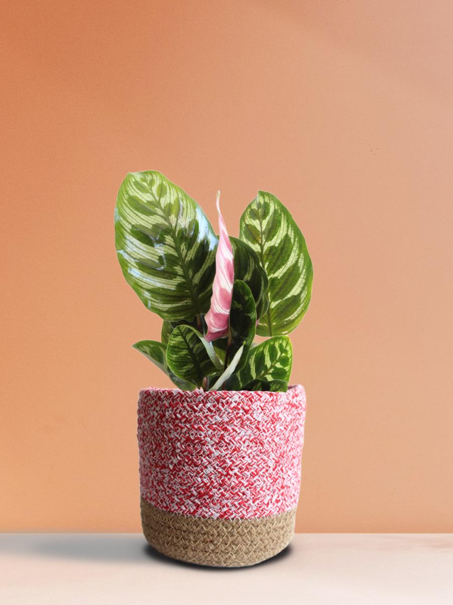 Calathea Peacock Plant Gift in Eco Pot (Medium)