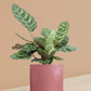 Calathea Peacock Plant in Ceramic Pot (Large)