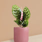 Calathea Peacock Plant in Ceramic Pot (Medium)