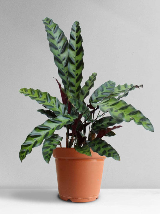 Calathea Rattlesnake (Large)