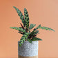 Calathea Rattlesnake (Medium)