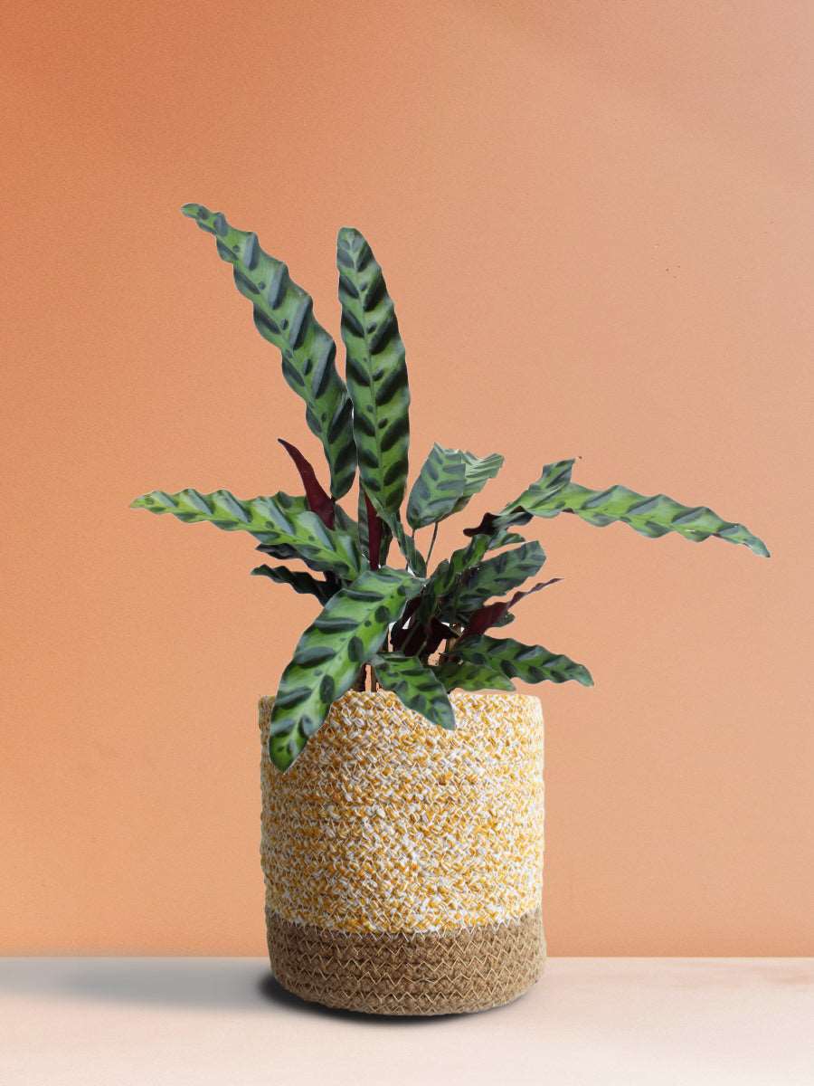 Calathea Rattlesnake (Medium)