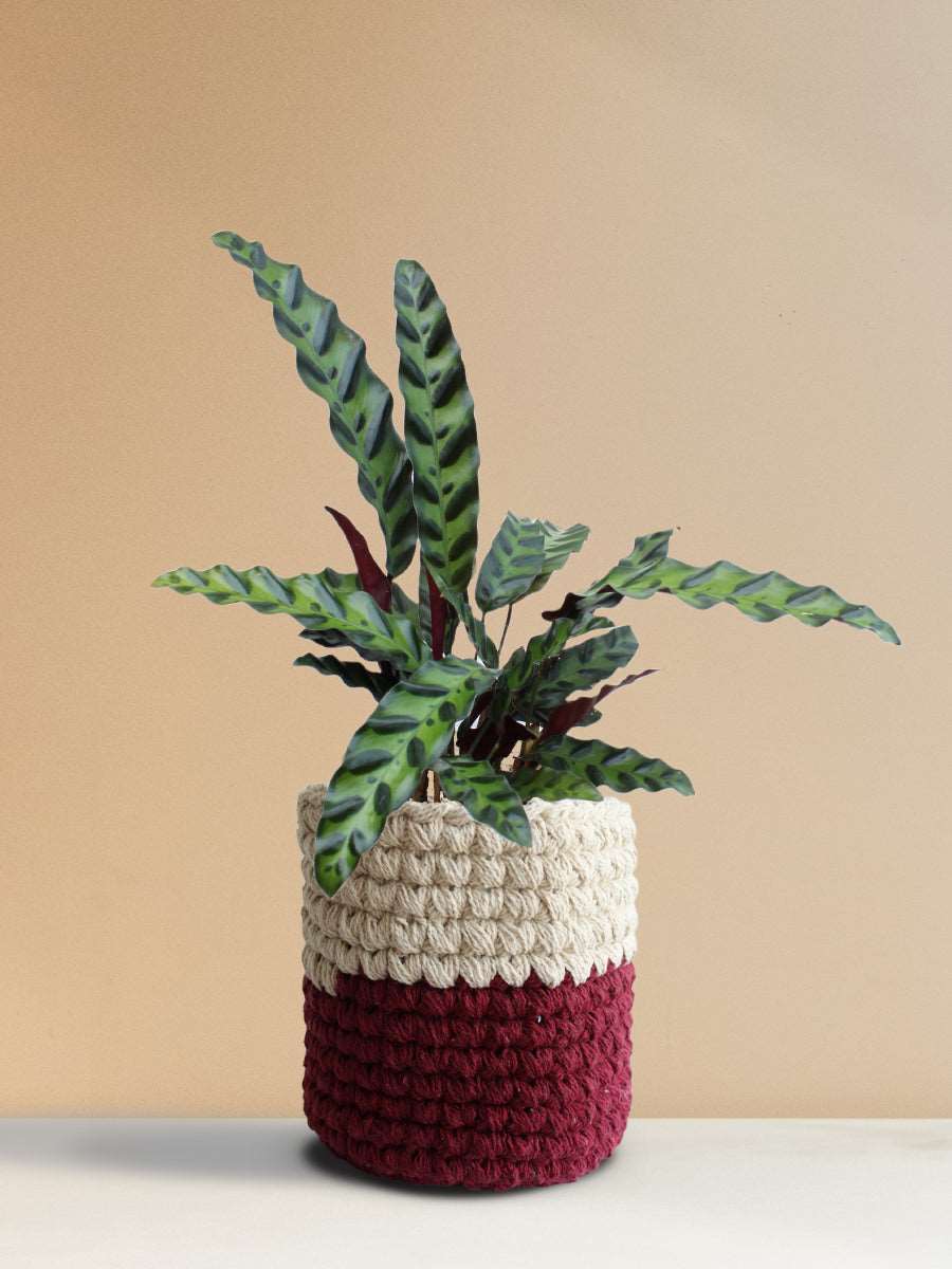 Calathea Rattlesnake (Medium)