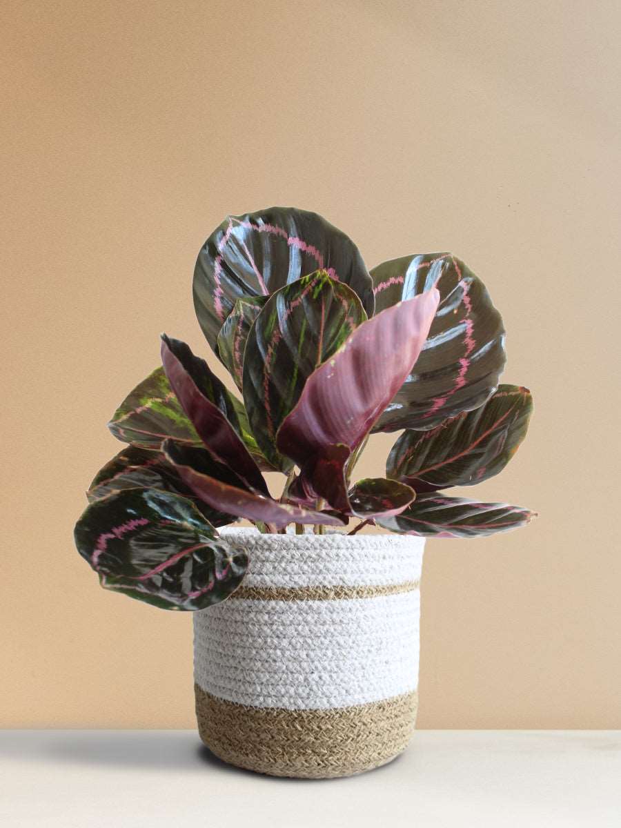 Calathea Roseopicta Dottie (Medium)