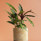 Calathea Rufibarba Black (Large)