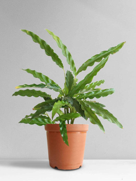 Calathea Rufibarba Green (Medium)