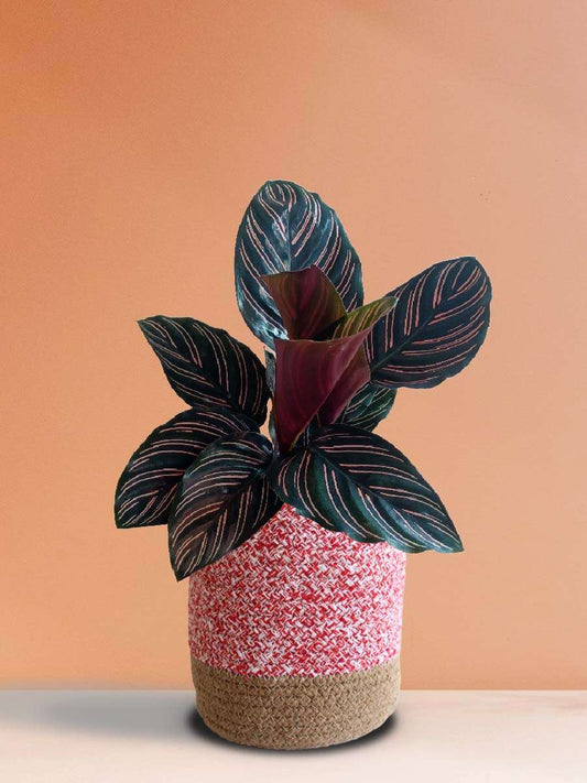 Calathea Sanderiana (Large)