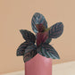 Calathea Sanderiana Plant in Ceramic Pot (Large)