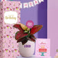 celebrate workplace birthdays with premium living plant gifts