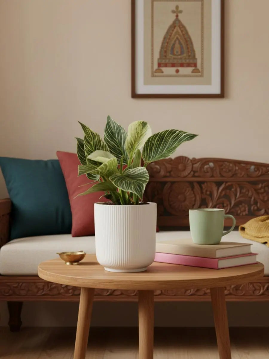 Buy indoor plants in ceramic pots online for your home
