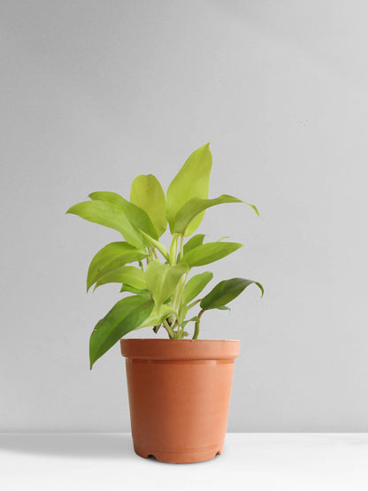 philodendron ceylon gold scientific name Philodendron Ceylon Golden (Medium) – Greenkin