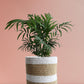 Chamaedorea Palm Plant Gift in Eco Pot (Medium)