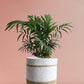 Chamaedorea Palm Plant Gift in Eco Pot (Medium)