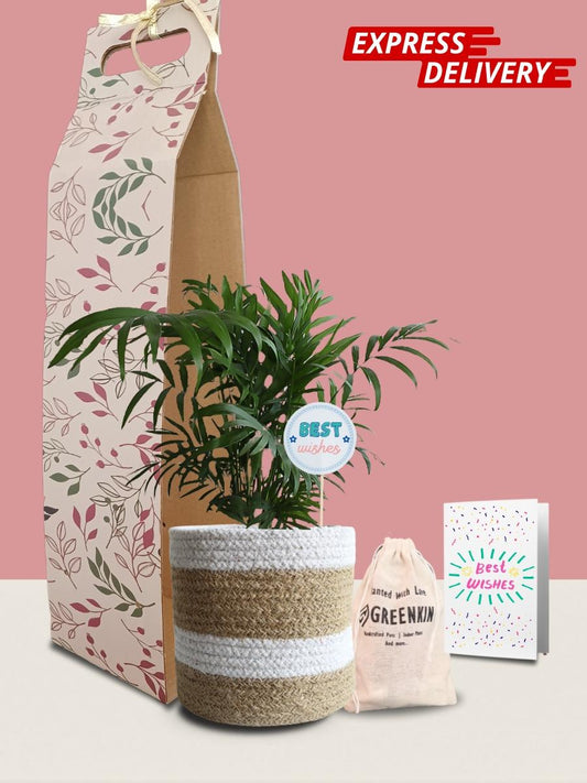 Chamaedorea Palm Plant Gift in Eco Pot (Medium)