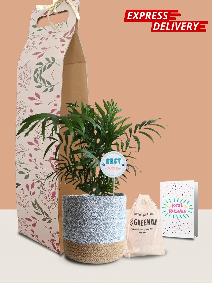 Chamaedorea Palm Plant Gift in Eco Pot (Medium)