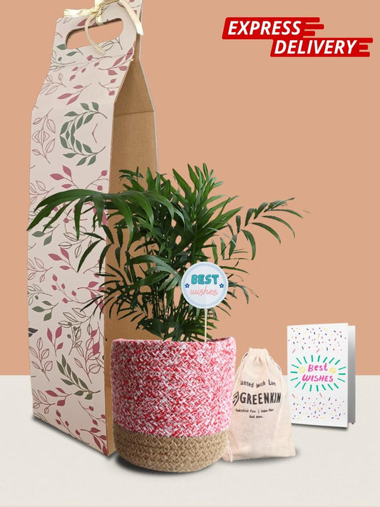 Chamaedorea Palm Plant Gift in Eco Pot (Medium)