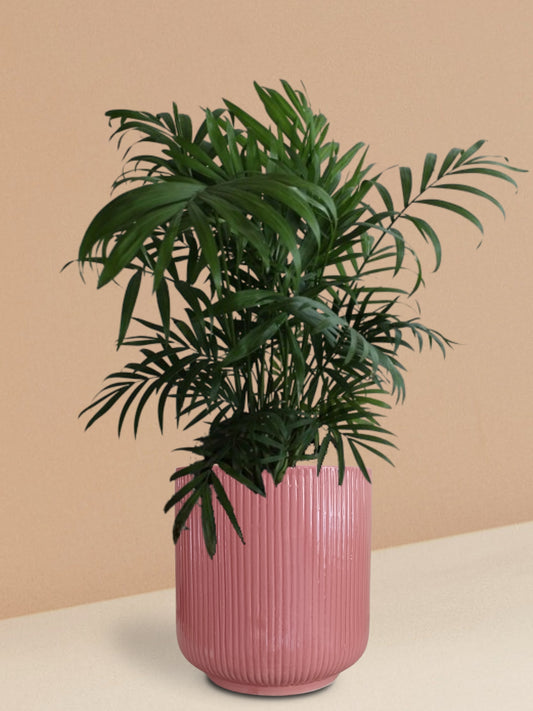 Chamaedorea Palm Plant in Ceramic Pot (Large)