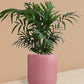 Chamaedorea Palm Plant in Ceramic Pot (Medium)