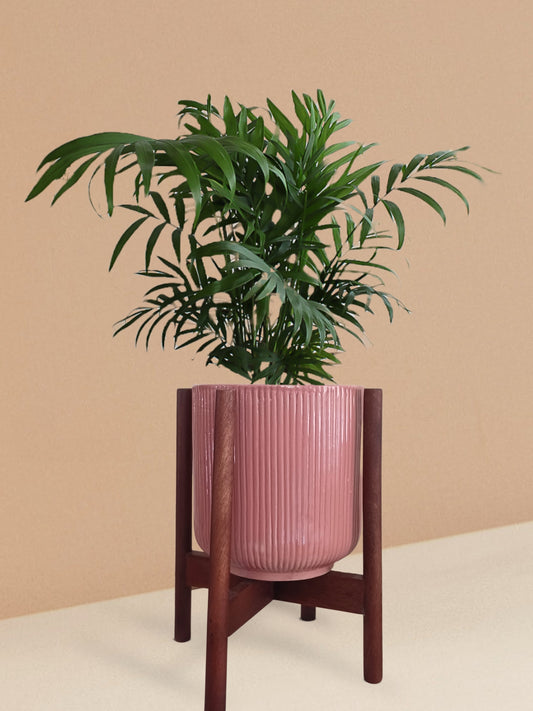 Chamaedorea Palm Plant in Ceramic Pot (Medium)
