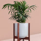 Chamaedorea Palm Plant in Ceramic Pot (Medium)