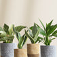 stylish air-purifying oxygen plants for home