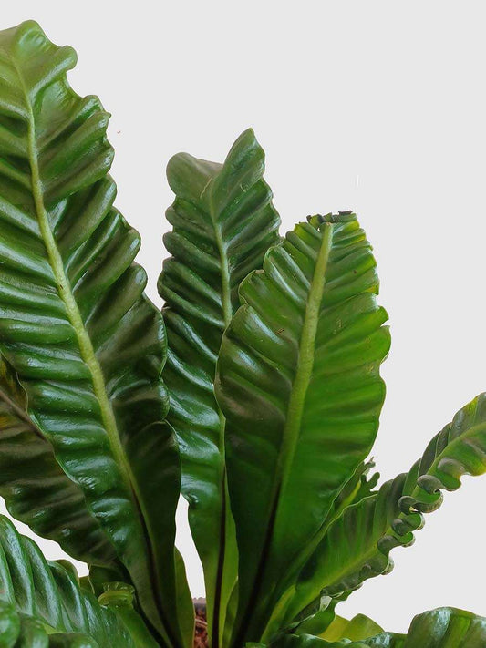 Cobra Fern (X-Large)