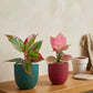 Colorful Aglaonema Combo (Small)