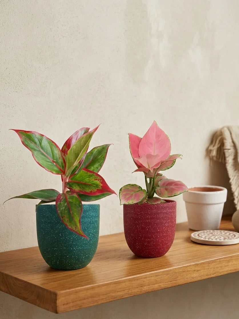 Colorful Aglaonema Combo (Small)